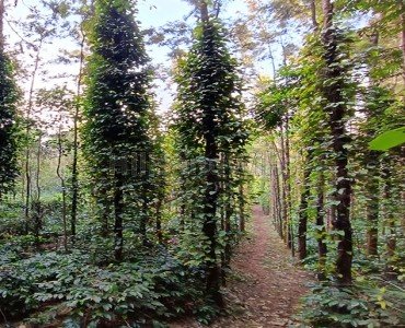 99 cents agriculture land for sale  in semmanatham yercaud