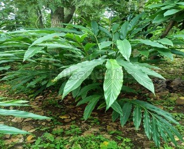 180 cents cardamom estate for sale in kodaikanal