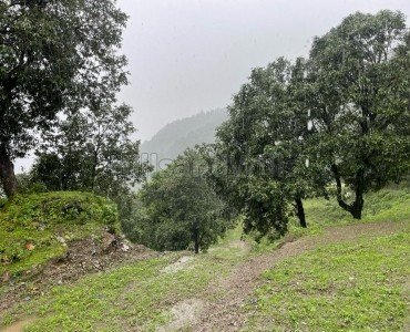 30 bigha deodar and saal estate for sale in hathipao mussoorie