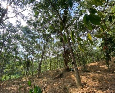 82 cents residential plot for sale in mananthavady wayanad