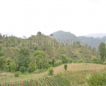 105 bigha agriculture land for sale in solan