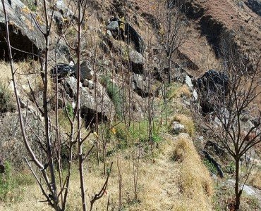 10 bigha  apple orchard for sale  in kinnaur near shimla