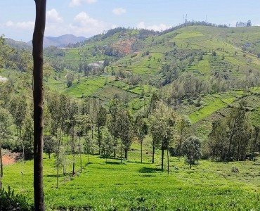 40 cents  tea garden land for sale  in kallatty village kotagiri