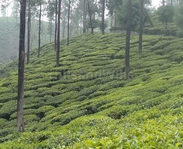 9.5 acres tea estate for sale  in alakkarai kotagiri