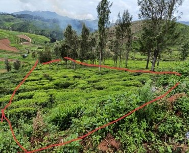 64 cents  tea garden view land for sale in ooty