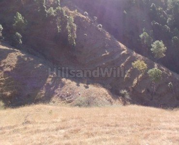 17 bigha agriculture land for sale  in mundaghat shimla