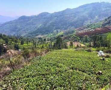 64 cents agriculture land for sale  in denadukombai ooty