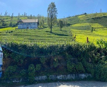 100 cents tea estate for sale  in kallakorai ooty