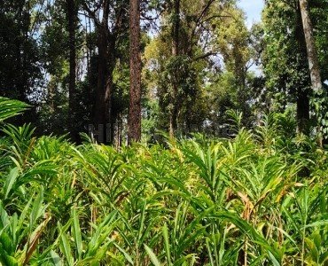 cardamom estate for sale  in vythiri wayanad