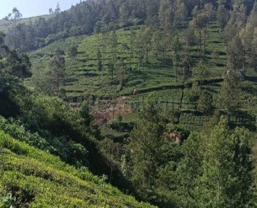 1 acres tea estate for sale  in kettikambai kotagiri