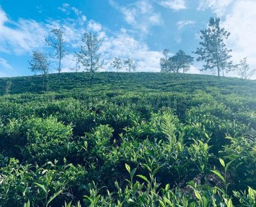 9.6 acres agriculture land for sale in karadipallam coonoor