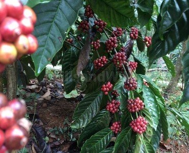 30 acres coffee estate for sale in madikeri taluk coorg