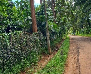 coffee estate for sale in wayanad