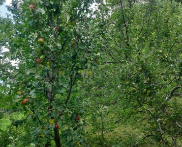 19 bigha apple orchard for sale in narkanda shimla
