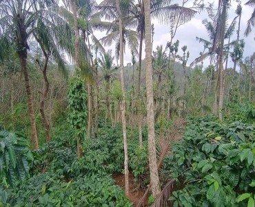 coffee estate for sale  in karimani wayanad