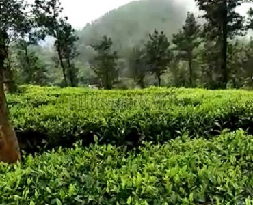 752 acres tea & coffee estate for sale in valparai