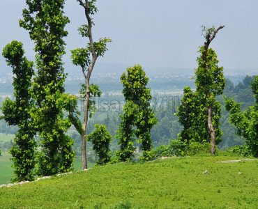 6.75 bigha agriculture land for sale  in badasi dehradun