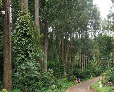 coffee estate for sale  in pattipadi yercaud