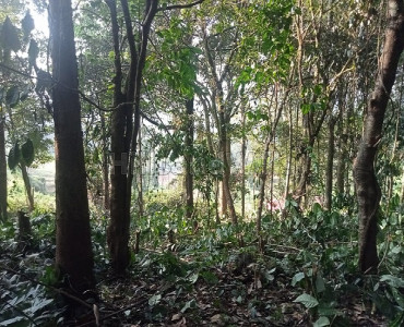 1.65 acres coffee estate for sale in bhagamandala coorg