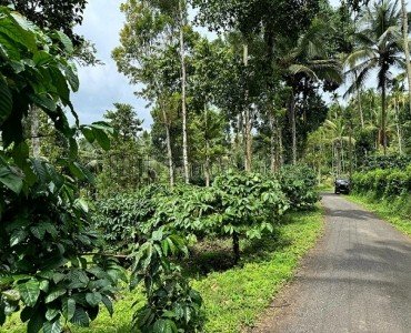 coffee estate for sale in manalvayal wayanad