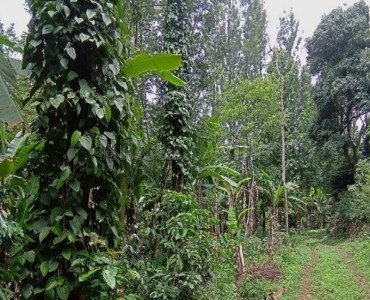 6.82 acres  pepper estate for sale  thozhukaadu sirumalai