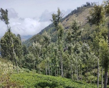 100 cents agriculture land for sale  in pandian nagar kotagiri