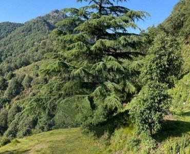 1 bigha agriculture land for sale  in hathipao mussoorie