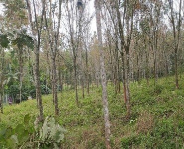 1 acres residential plot for sale  in irulam, pulppalli wayanad