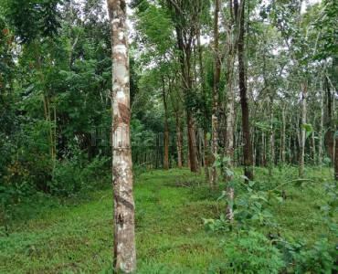 4 acres agriculture land for sale in nadavayal wayanad
