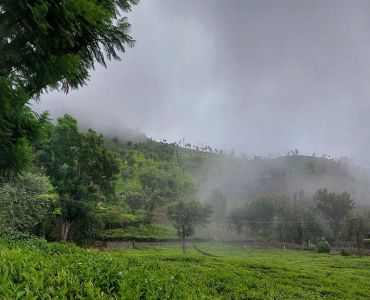 570 acres tea estate for sale in coonoor