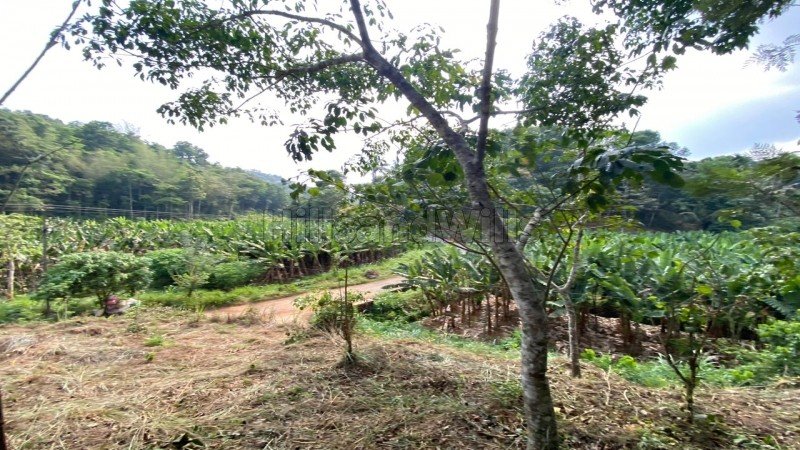 ₹28.70 Lac | 82 cents residential plot for sale in mananthavady wayanad