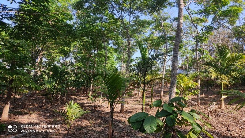 ₹40 Lac | 2 acres agriculture land for sale  in kenichira wayanad