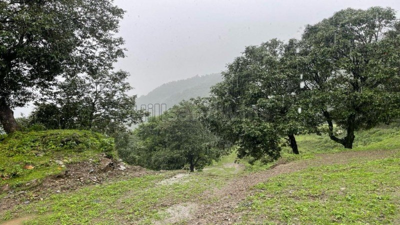 30 bigha deodar and saal estate for sale in hathipao mussoorie