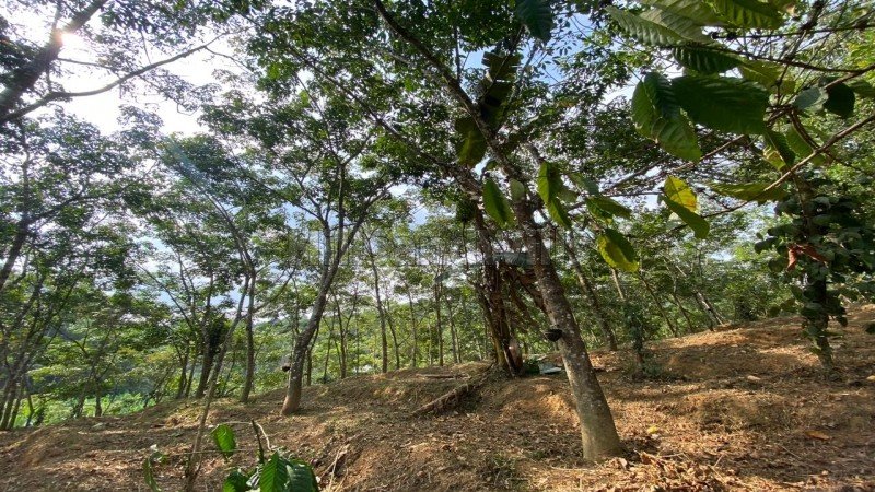 ₹28.70 Lac | 82 cents residential plot for sale in mananthavady wayanad