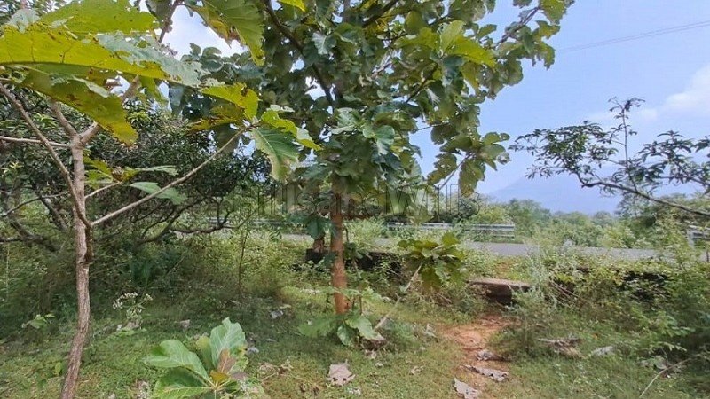 ₹15 Lac | 25 cents agriculture land for sale in kumbakarai falls, kodaikanal foothills 