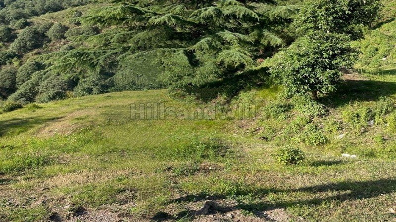 ₹40 Lac | 1 bigha agriculture land for sale in hathipao mussoorie