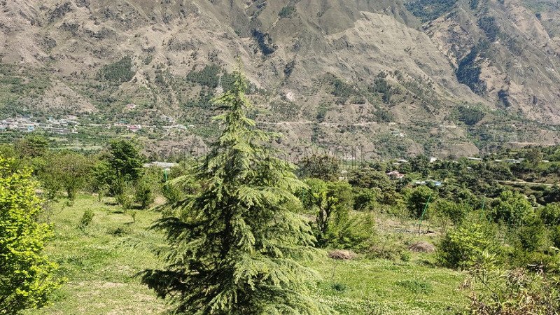 ₹2.50 Cr | 5 bigha agriculture land for sale in mandi prasher lake near kullu-manali