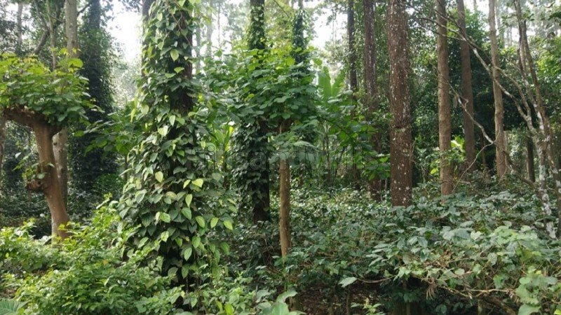 ₹15 Cr | 10 acres coffee estate for sale in pattipadi yercaud