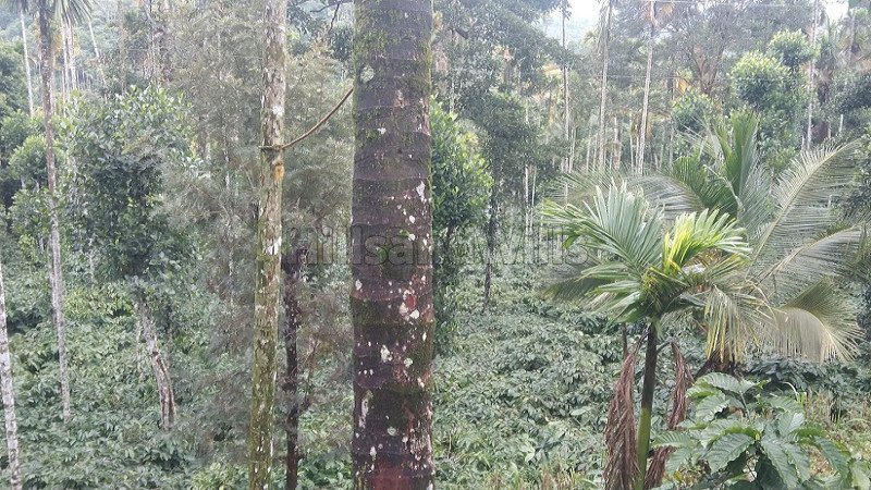 ₹2.50 Cr | 5 acres coffee estate with guest house for sale in thomattuchal wayanad