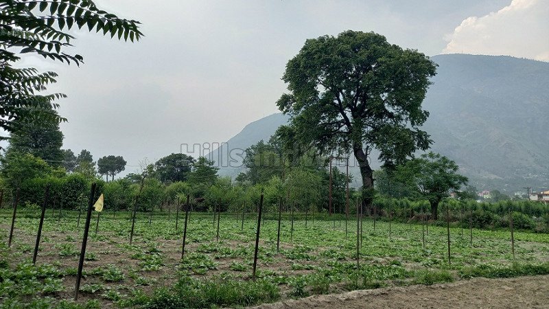 ₹6.50 Lac | 27 biswa agriculture land for sale in bhuntar kullu-manali