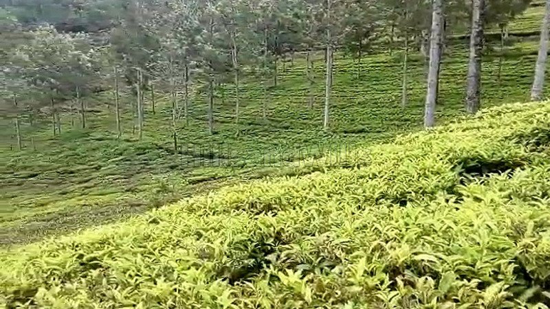 ₹1.30 Cr | 5 cents residential plot for sale in kannerimukku kotagiri