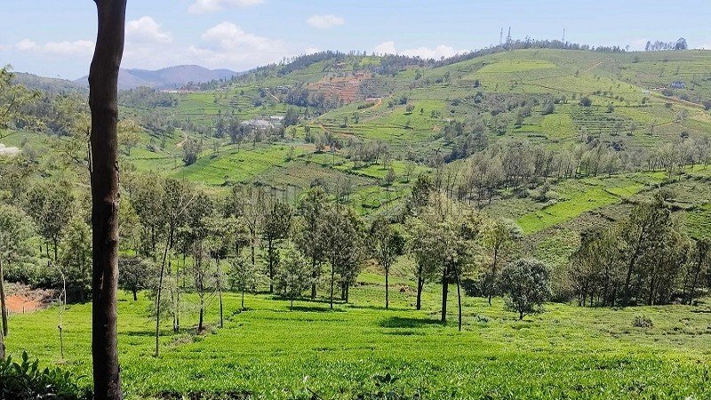 ₹1.40 Cr | 40 cents  tea garden land for sale  in kallatty village kotagiri