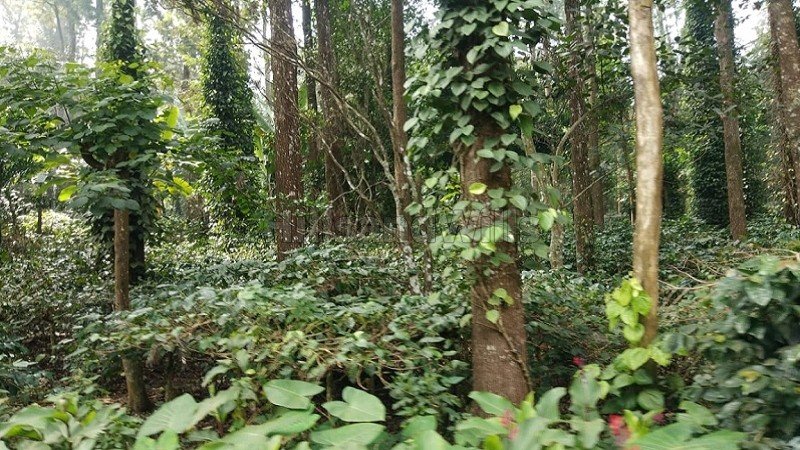 ₹15 Cr | 10 acres coffee estate for sale in pattipadi yercaud