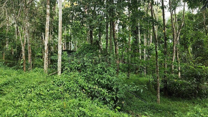 ₹40 Lac | 92 cents agriculture land for sale in koleri wayanad