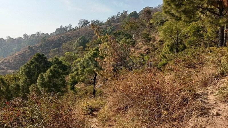 ₹55 Lac | 250 sq.yards residential plot for sale in kasauli solan