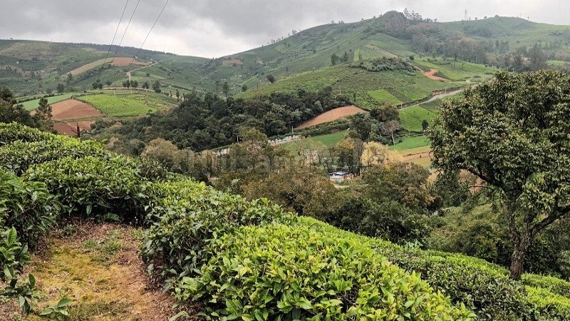 ₹1.50 Cr | 1.5 acres tea estate for sale  in kundha ooty