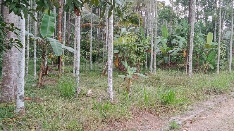 ₹60 Lac | 20 cents residential plot for sale in pulpally wayanad