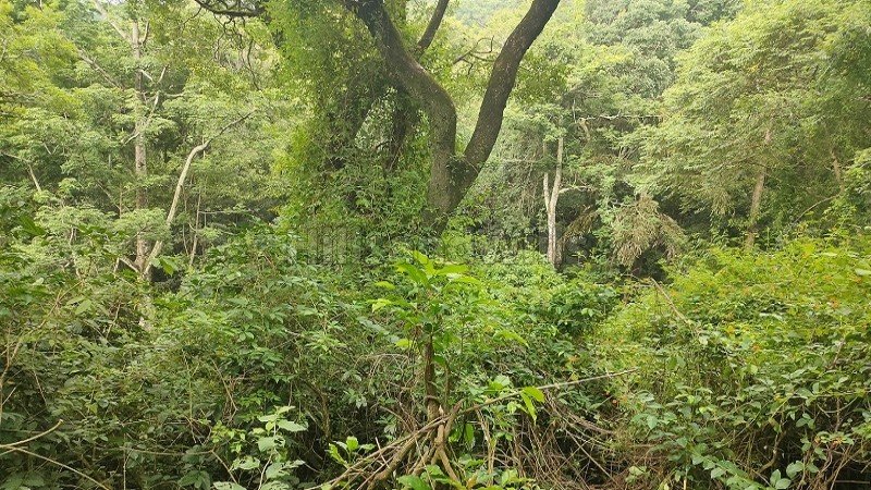 ₹1.19 Cr | 7 acres  agriculture land with waterfalls for sale  in pachalur kodaikanal