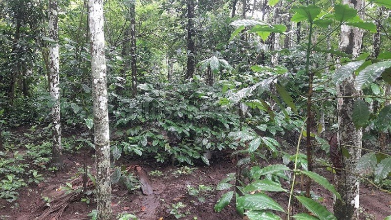 ₹60 Lac | 113 cents agriculture land for sale in pulpally wayanad