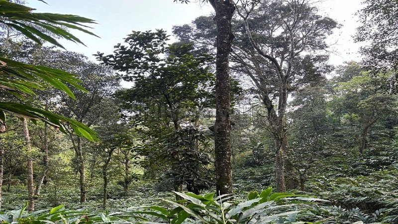 ₹8 Cr | 12.48 acres cardamom estate for sale  in vandanmettu idukki